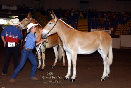 quarter-horses, draft mules 