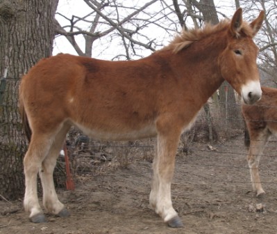 appaloosa mule for sale