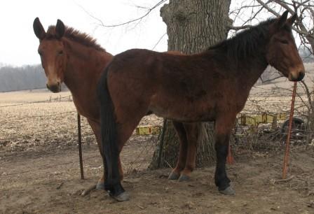 2002 Appaloosa Horse Mule (Cowboy)