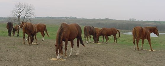 mammoth mule for sale